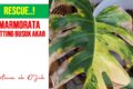 Photo by youtube.com - Cara Mengatasi Busuk Akar Monstera Tanpa Bongkar Habis