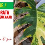 Photo by youtube.com - Cara Mengatasi Busuk Akar Monstera Tanpa Bongkar Habis