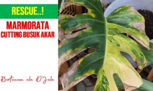 Photo by youtube.com - Cara Mengatasi Busuk Akar Monstera Tanpa Bongkar Habis