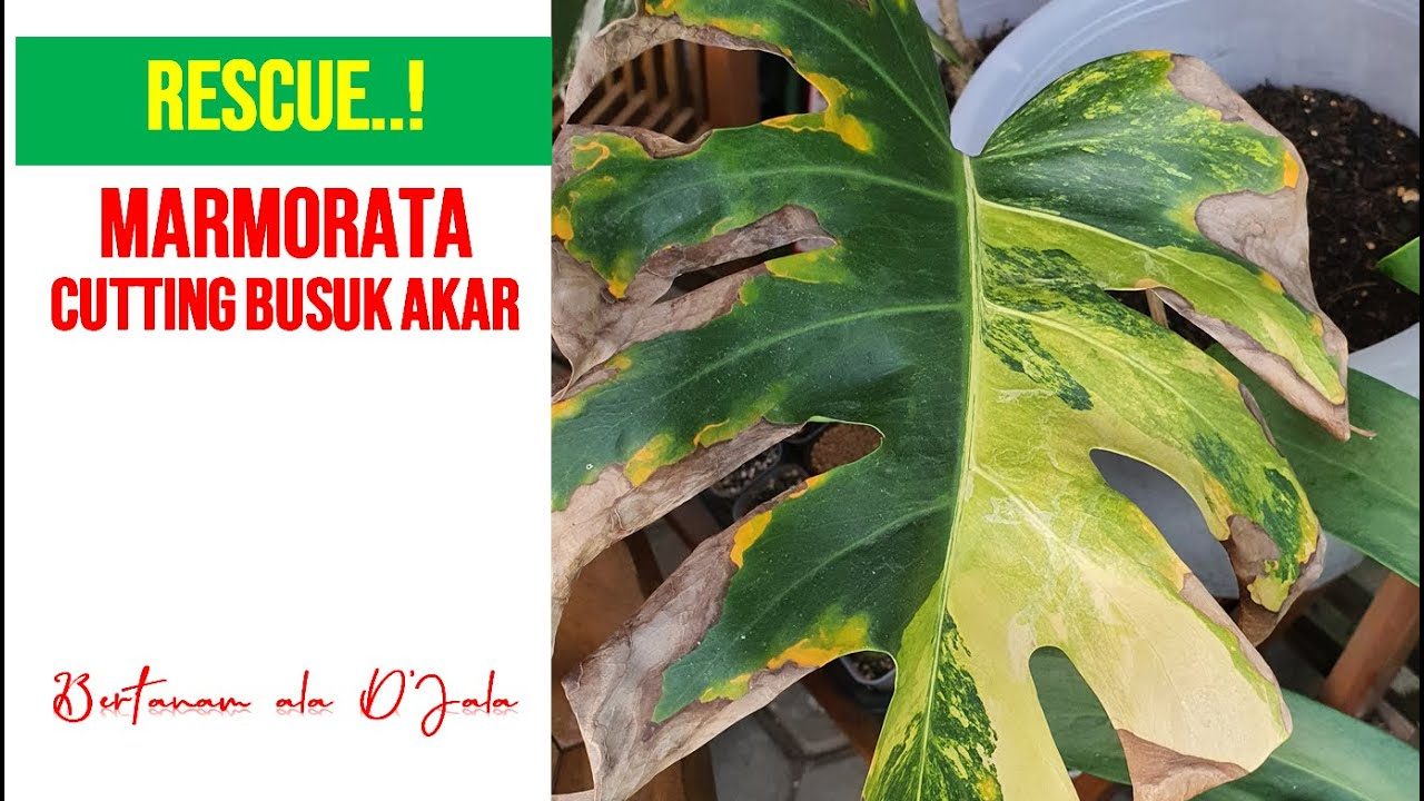 Photo by youtube.com - Cara Mengatasi Busuk Akar Monstera Tanpa Bongkar Habis