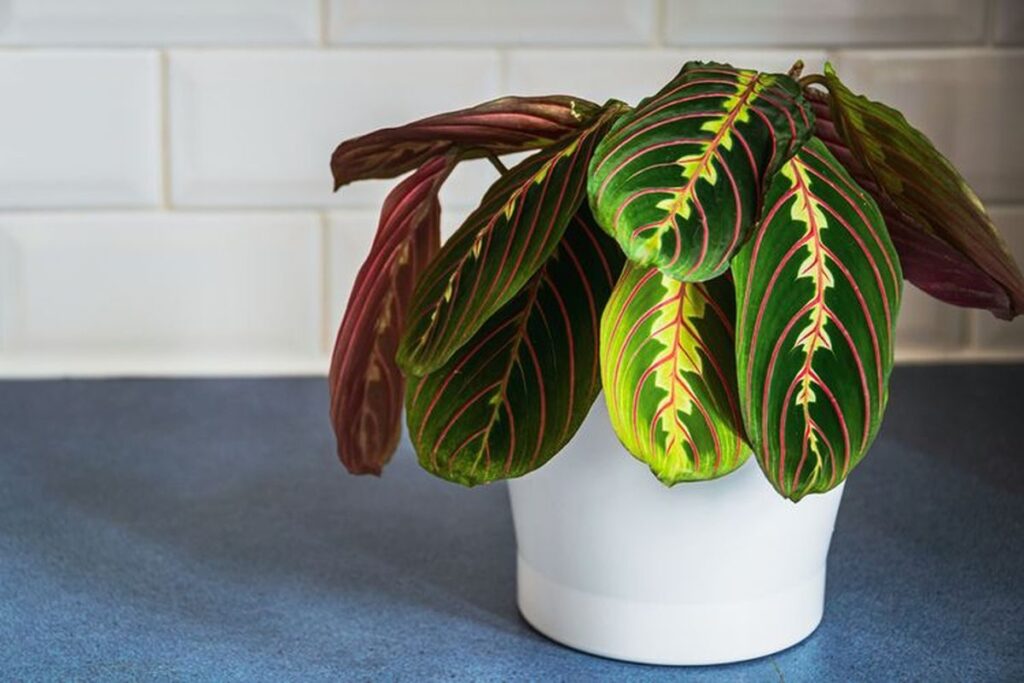 Photo by kompas.com - Cara Menyelamatkan Calathea Layu Menggulung Kering