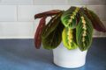 Photo by kompas.com - Cara Menyelamatkan Calathea Layu Menggulung Kering