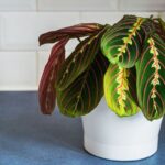 Photo by kompas.com - Cara Menyelamatkan Calathea Layu Menggulung Kering