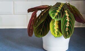 Photo by kompas.com - Cara Menyelamatkan Calathea Layu Menggulung Kering