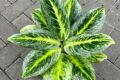Photo by rumah123.com - Ciri Daun Aglaonema Menguning Akibat Kelebihan Air