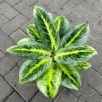 Photo by rumah123.com - Ciri Daun Aglaonema Menguning Akibat Kelebihan Air