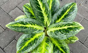 Photo by rumah123.com - Ciri Daun Aglaonema Menguning Akibat Kelebihan Air