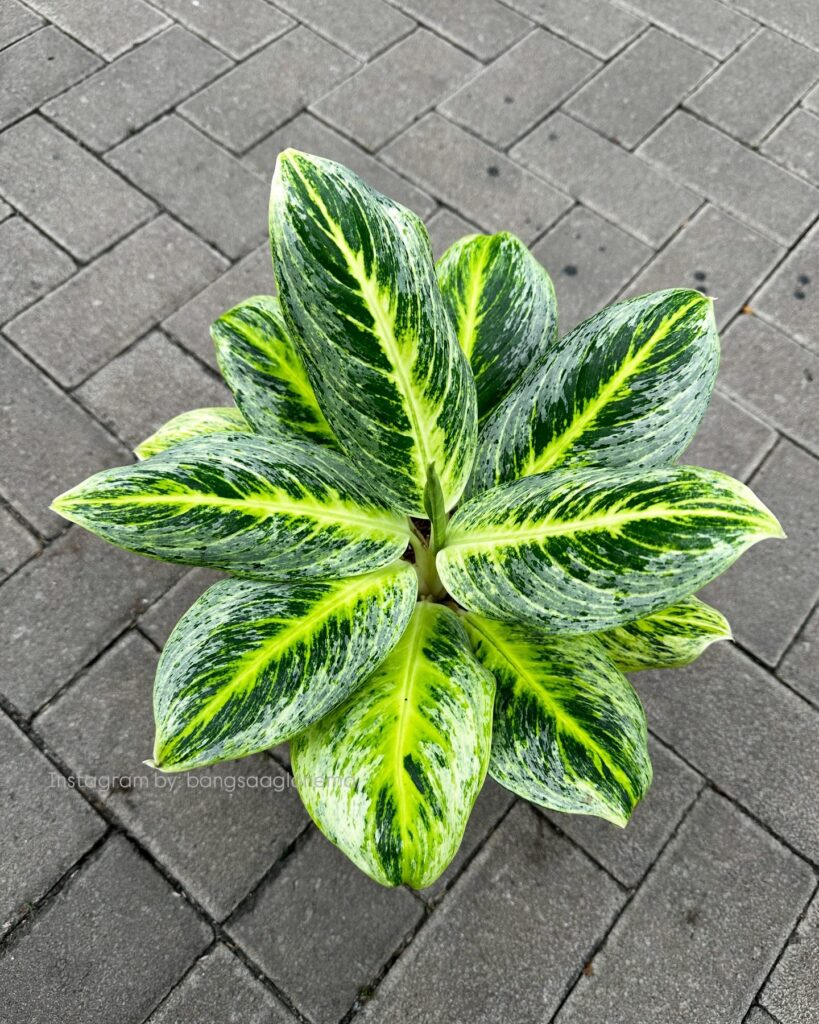 Photo by rumah123.com - Ciri Daun Aglaonema Menguning Akibat Kelebihan Air