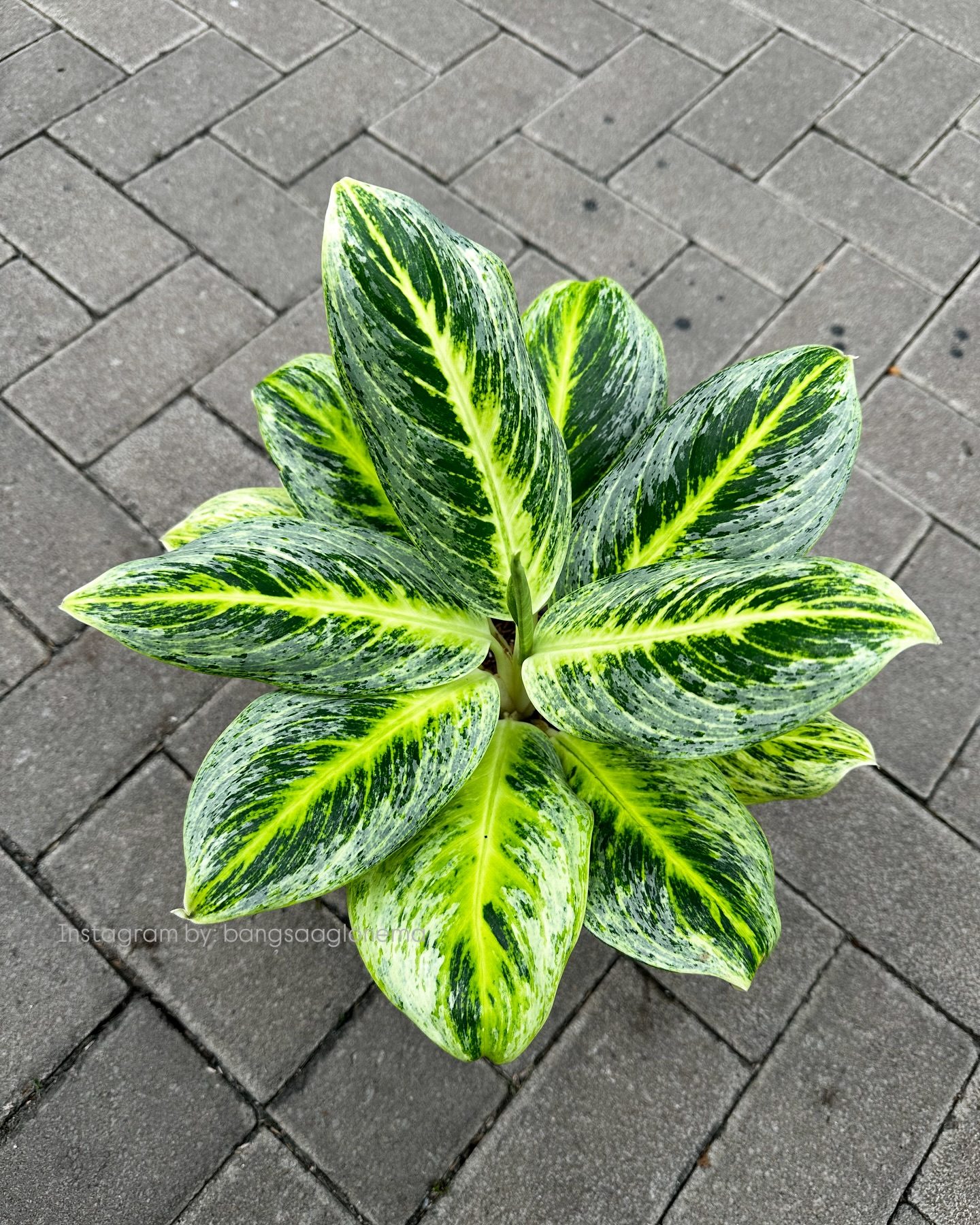Photo by rumah123.com - Ciri Daun Aglaonema Menguning Akibat Kelebihan Air
