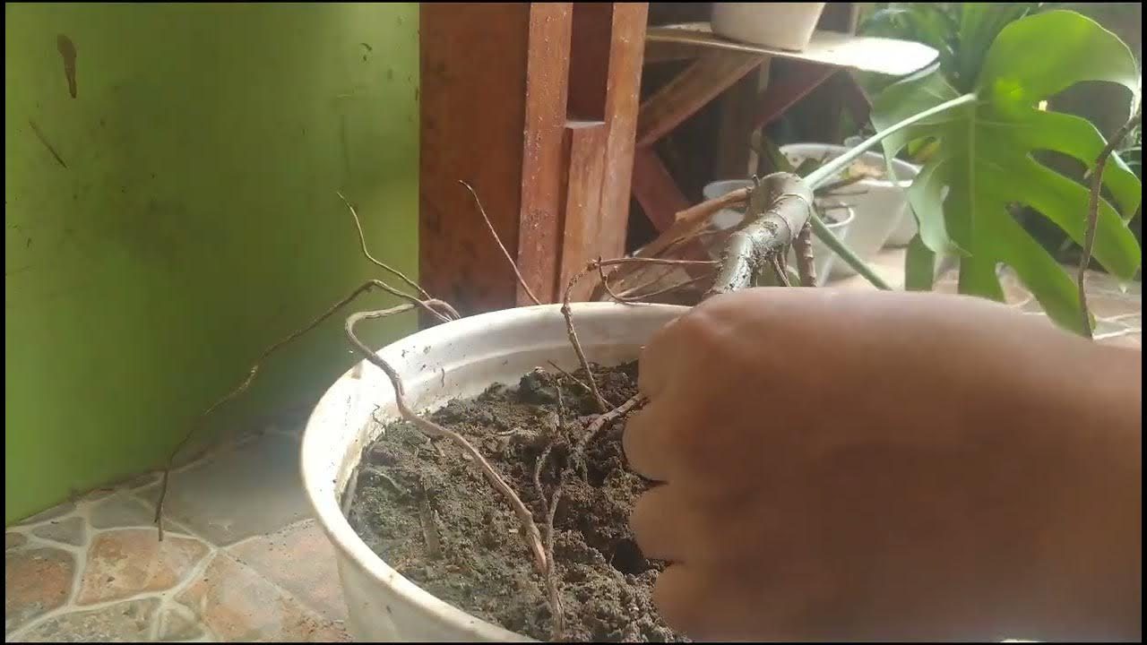 Cara Mengatasi Busuk Akar Monstera Tanpa Bongkar Habis