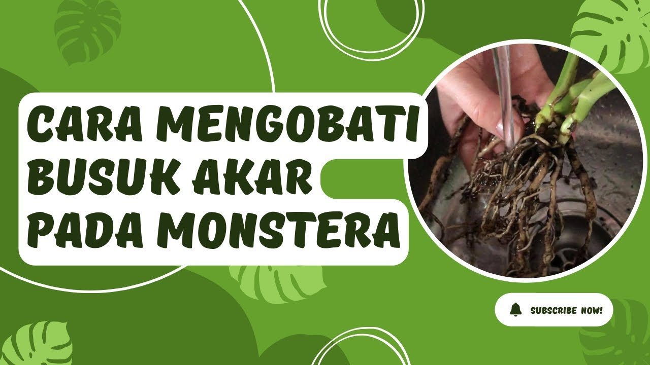Cara Mengatasi Busuk Akar Monstera Tanpa Bongkar Habis