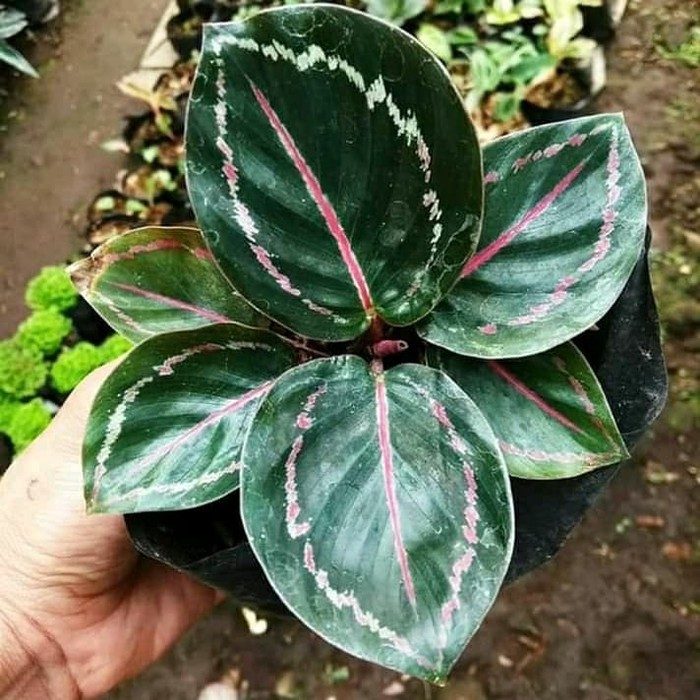 Cara Menyelamatkan Calathea Layu Menggulung Kering