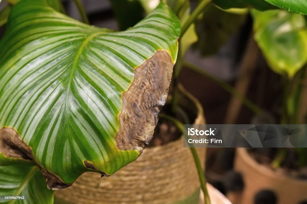 Cara Menyelamatkan Calathea Layu Menggulung Kering